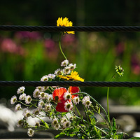 �����ݲ�