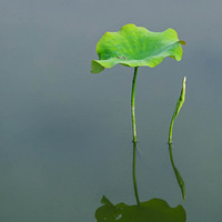 ������Ӱ