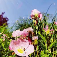 ��̨�ݴ�ɫ��+���͵�С�۷�