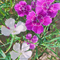 ��̨�ݴ�ɫ��������2.0