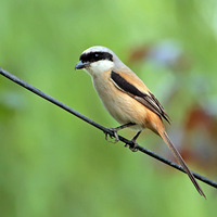 ���ͣ���԰���С�������