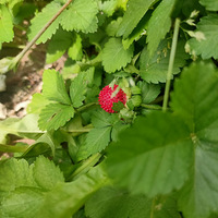 �������ġ�����ժ�˳���