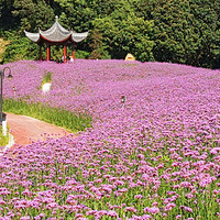 л�Ŵ�����޲�ʢ����