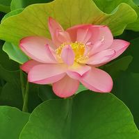 ����㳡�ĺɻ�����