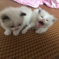 гﲼżСè䰮˰