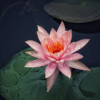 �����ա�������㳡�ĺɻ�