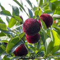 ��ľ��ɽ��÷����ʱ��