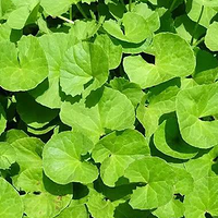 ֲ��ҽ���ɹ��ƽ����м�����