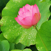 ���ɻ�������