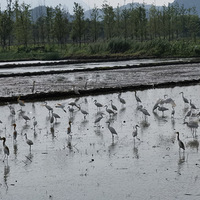 һ�а��������죬һƬ���������