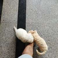 �����´��С��̩����������