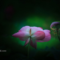 ���ɻ���������    ���������԰����