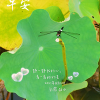 ��Ҷ֮������