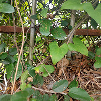 �������ġ�����ɽҩ�������ٵģ�