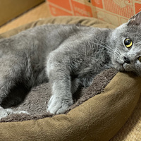 ���������è