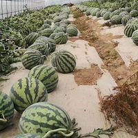 �������ġ����ҹ�ũ�����ڸ�����������ؼ������ѵ��������鲻��