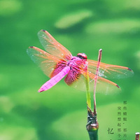 �����ĺ�����