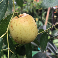 ���쵽�ˣ��ջ�ļ���