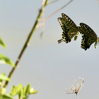 ռNo.56ƽ
