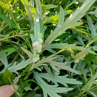 �������ġ������ϵ�������ʲô��