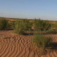 ����ɭ����ֲ���������ǻĵأ����ѷ��ʡ��ҵ��������ء�