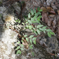 ��ȥ�������ļ��ֻأ�Ψ����һֱ��ǰ��