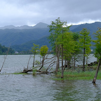 ������ʪ�ط��