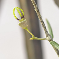 ������ʶ�⻨��