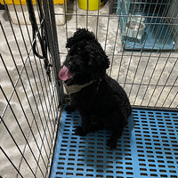 �������Ҹ�������������