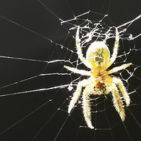 ֩�뾫����