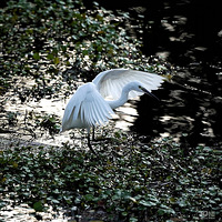 �ص�����