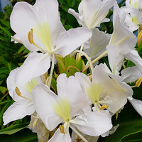 [������]���㵭�ŵĽ���