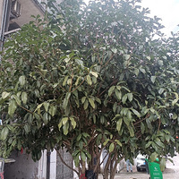 һҹ�������Ӫҵ�Ĺ�