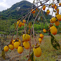 [������]���Ӻ���