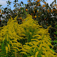 [������]��ɫ������