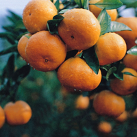 ̨������������Ԫ�塱������ȫ���񵥣�