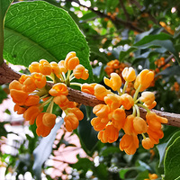 �𻨰�֦ͷ����˼��Ʈ��