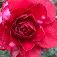 �úò軨�����ֹ��˰�����