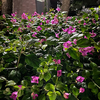 ���ӱ��ϵĻ����ݲݣ���չ�����������