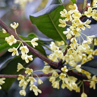 ��һ�������Ҫɱ����Ԥ�⺮������̨�����»ή������