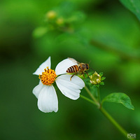 ���������صĿ���