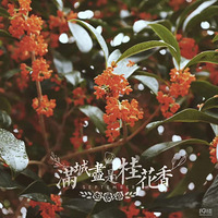 ���Ҹ�̨����Ӱ������+�������һ����