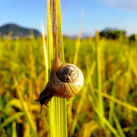 [������]������Сɽ��