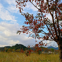 [������]�����ʪ�ص������ֺ���