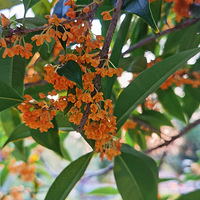 ���Ҹ�̨����Ӱ������+�ŷ�Ľ���