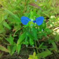 ��˵����Ҫ������