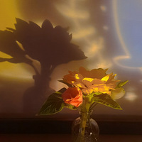 ������ѧ���а��Ҷ����Ŀ���