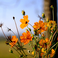 ���׸�����һ���ʻ������������