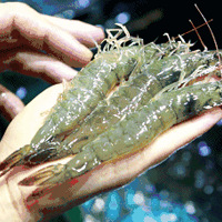 ����������ﷺζ������һ����������������Լ��������ˣ�