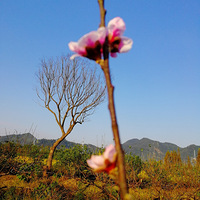 [������]����ż��÷�Ҷ���